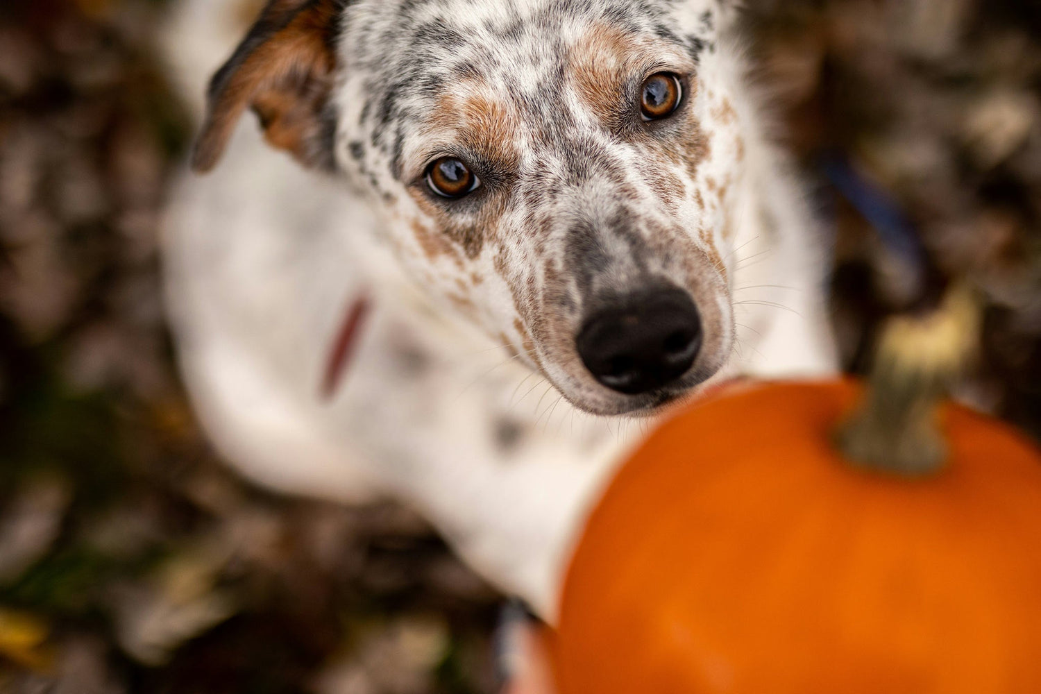 Easy No-Bake CBD Dog Treats - Only 7 Ingredients!