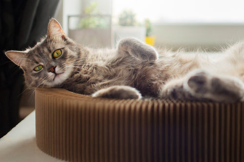 Benefits of CBD for Cats