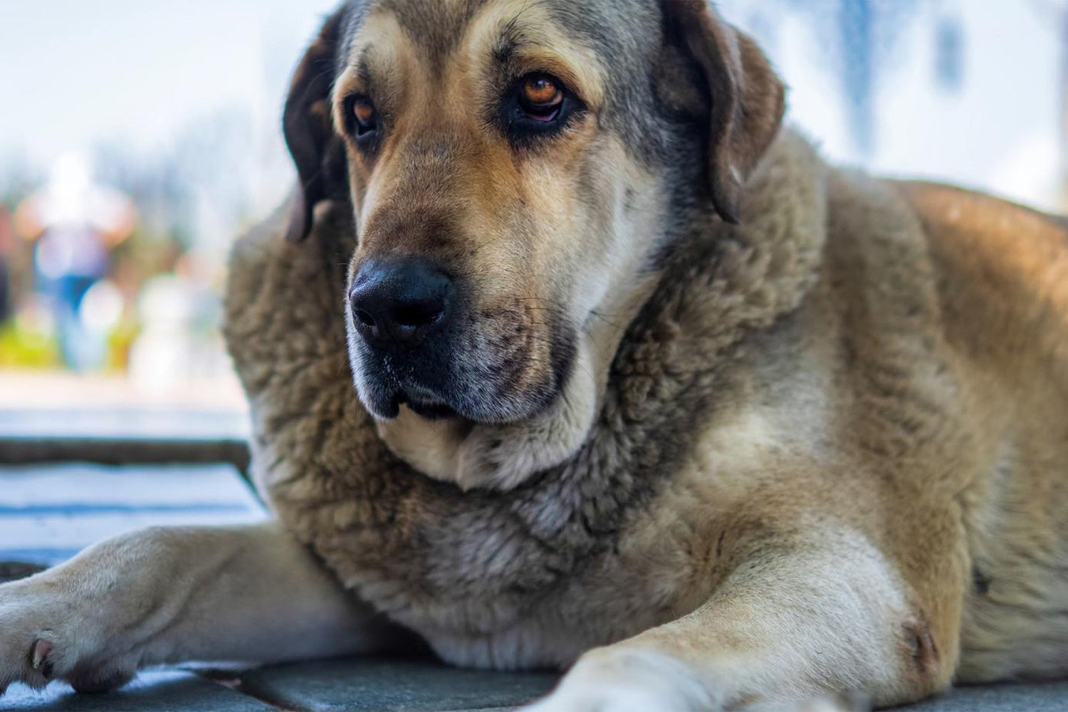 Death, Dying and the Senior Dog