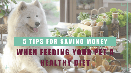 5 Tips to Save Money When Feeding Your Pet a Healthy Diet