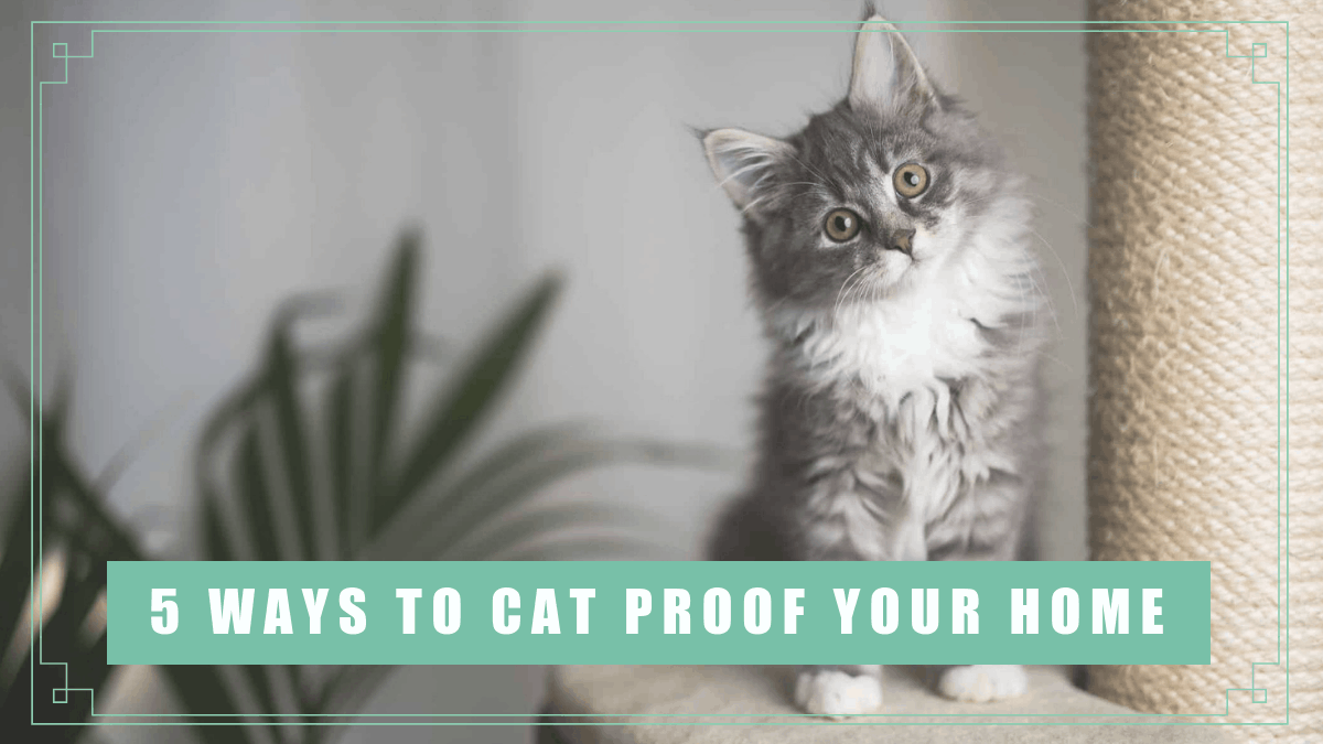 5 Ways to Cat Proof Your Home