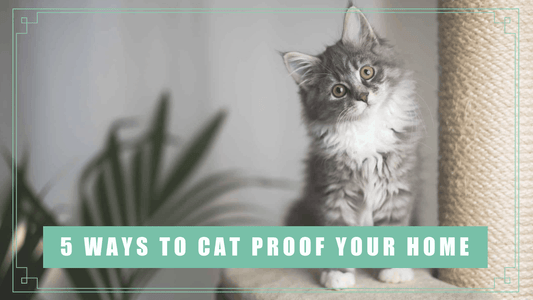 5 Ways to Cat Proof Your Home