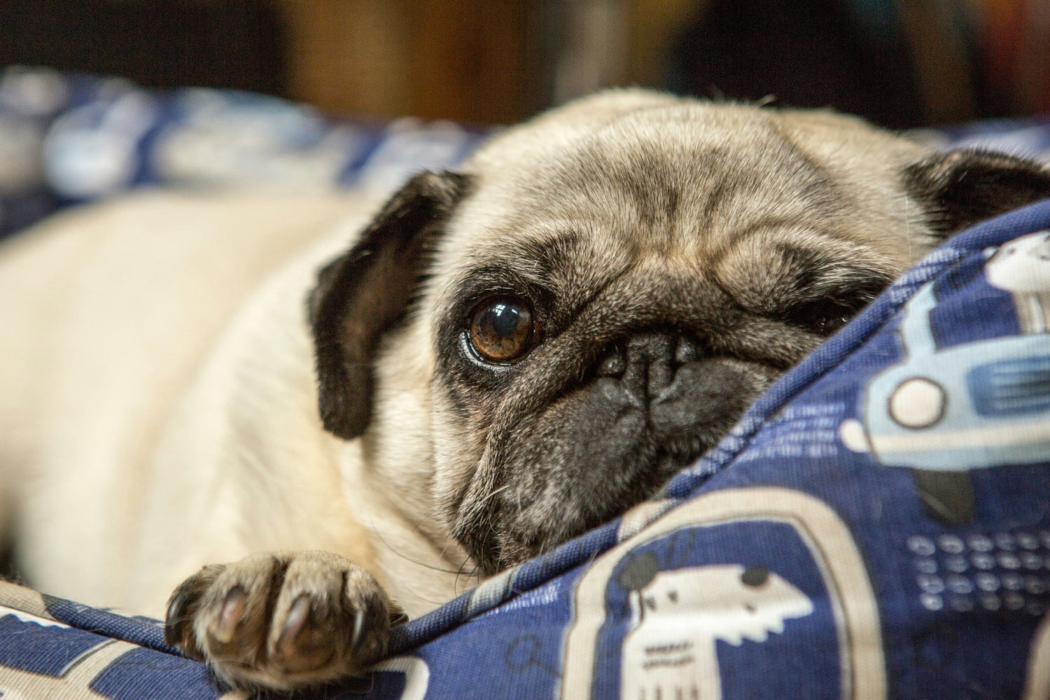 Step-By-Step Holistic Remedies for Vomiting and Diarrhea in Dogs