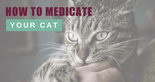 How to Medicate Your Cat