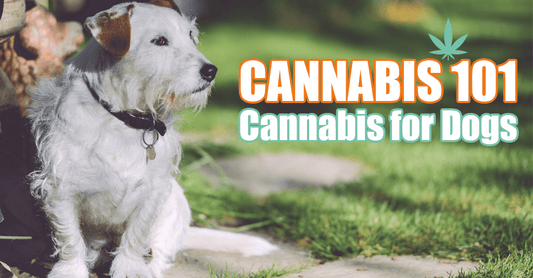 cannabis for dogs