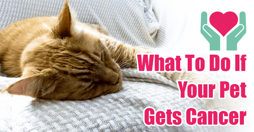 What To Do If Your Pet Gets Cancer