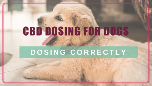 cannabis cbd dogs dosing correctly boulderholisticvet blog post