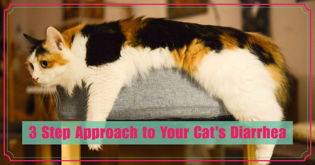 3 Step Approach to Your Cat’s Diarrhea