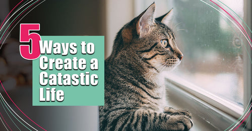 5 Ways to Create a Catastic Life