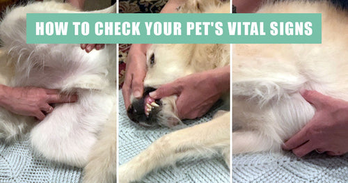 How to check your pet’s vital signs