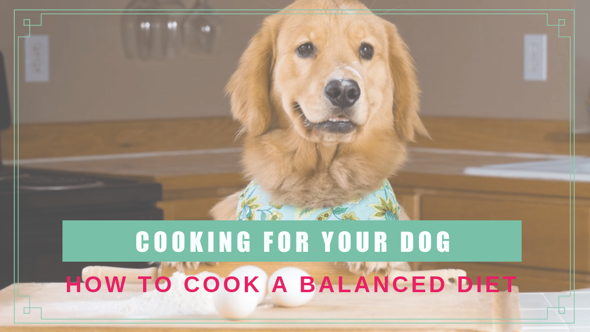 cooking dog balanced diet boulderholisticvet blog post