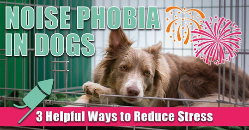 Noise Phobia in Dogs: 3 Helpful Ways to Reduce Stress
