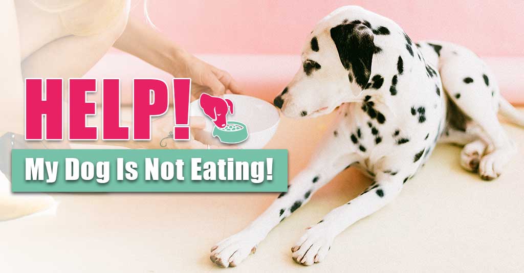 dog is not eating|pet isn't eating||