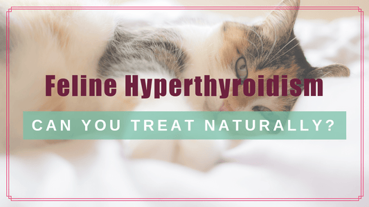 feline hyperthyroidism treat naturally boulderholisticvet blog post|dr. angie signature boulder holistic vet