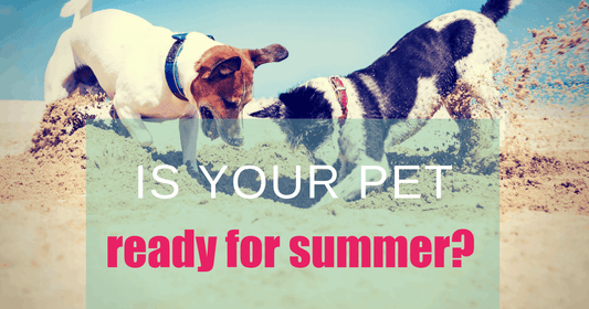 four tips to get your pet summer ready boulder holistic vet angie krause