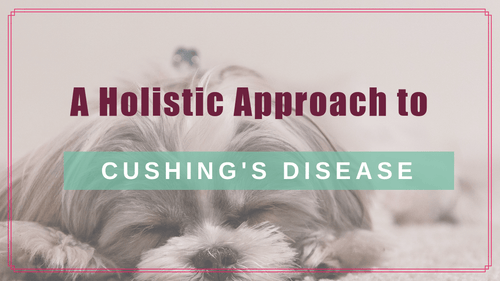 A Holistic Approach to Cushing's Disease