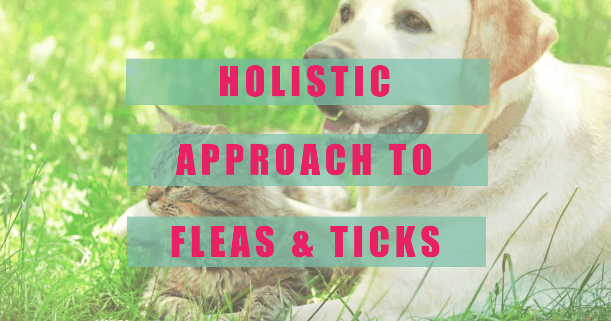 Holistic Approach to Flea & Tick Prevention