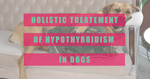 Holistic Treatment of Hypothyroidism in Dogs