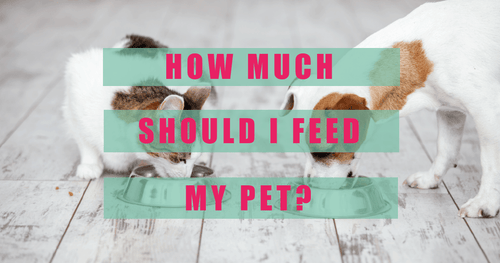 How Much Should I Feed My Pet?
