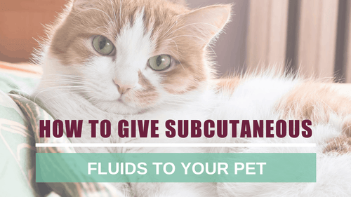 How to Give Subcutaneous Fluids to Your Pet