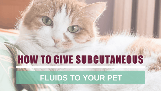 How to Give Subcutaneous Fluids to Your Pet