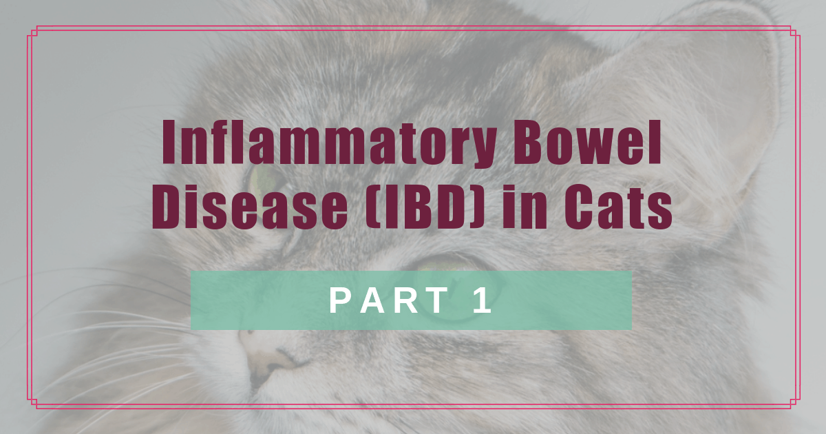 inflammatory bowel disease ibd in cats part 1 boulder holistic vet angie krause