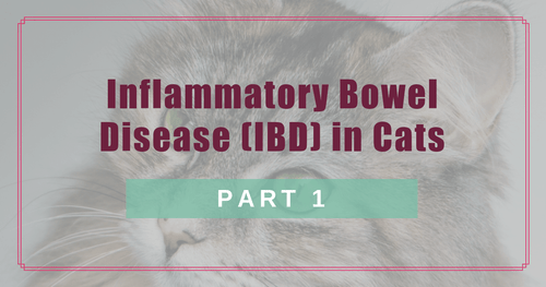 Inflammatory Bowel Disease (IBD) in Cats: Part 1