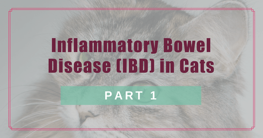 inflammatory bowel disease ibd in cats part 1 boulder holistic vet angie krause