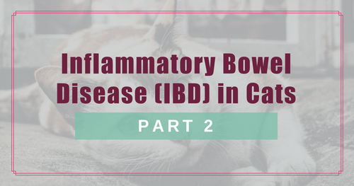 Inflammatory Bowel Disease (IBD) in Cats: Part 2