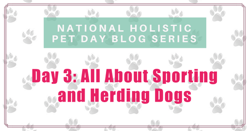 National Holistic Pet Day - All about Sporting and Herding Dogs