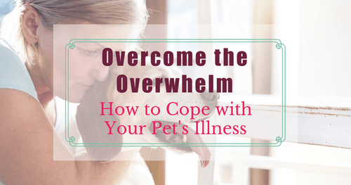 Overcome the Overwhelm: How to Cope with your Pet’s Illness.