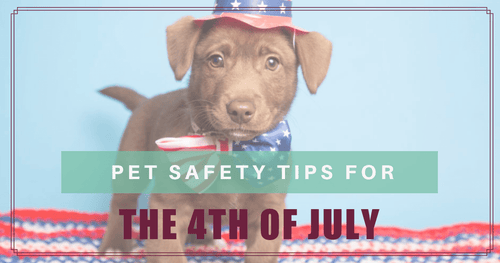 Pet Safety Tips for the 4th of July - Cool, Calm and Comfortable
