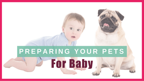 Preparing Pets for Baby