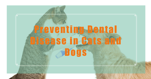 Preventing Dental Disease in Dogs and Cats
