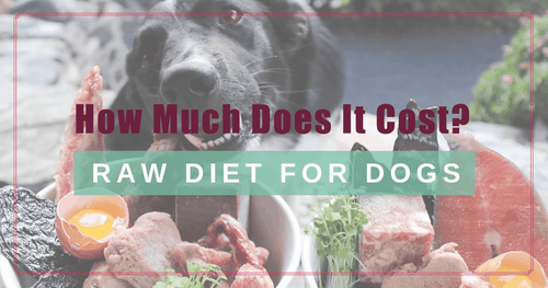 How Much Does It Cost to Feed My Dog a Raw Diet?