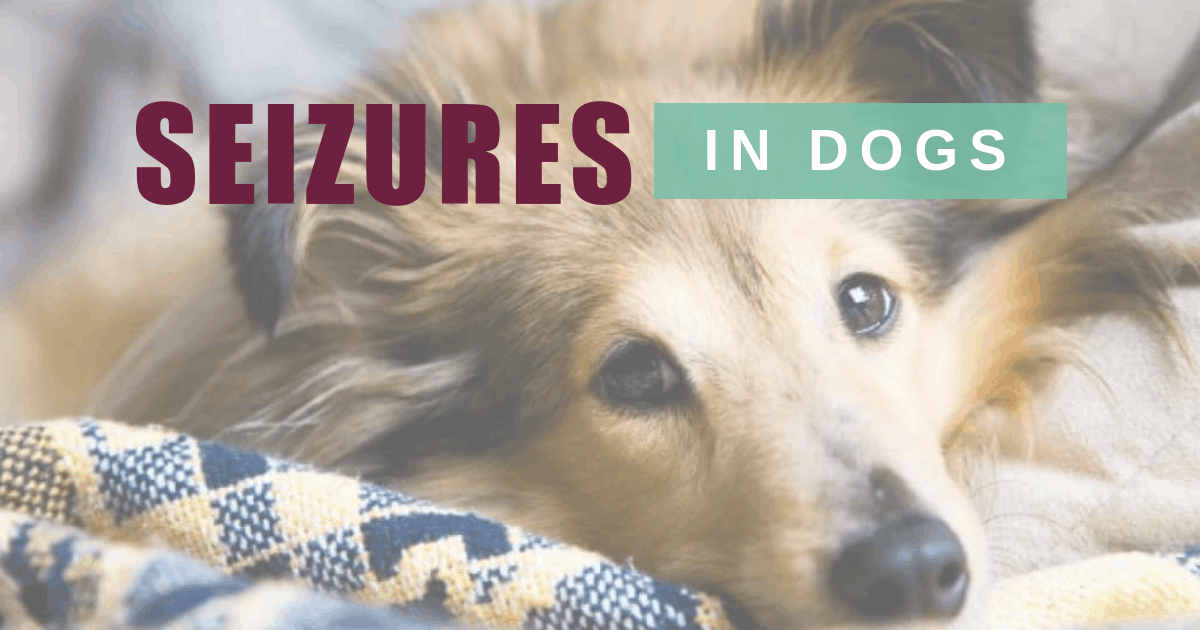 Seizures in Dogs