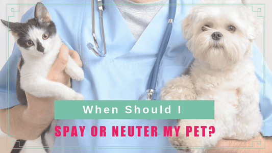 should spay neuter pet boulderholisticvet blog post