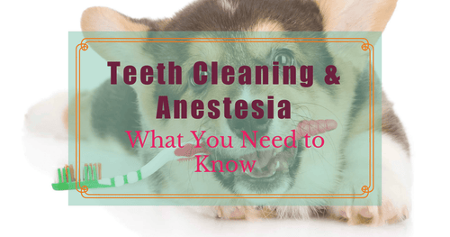 Teeth Cleaning and Anesthesia: What You Need to Know!