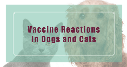 Vaccine Reactions in Dogs and Cats