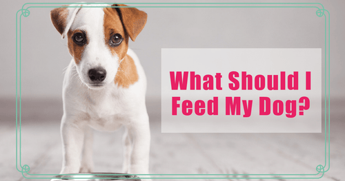 What should I feed my dog?