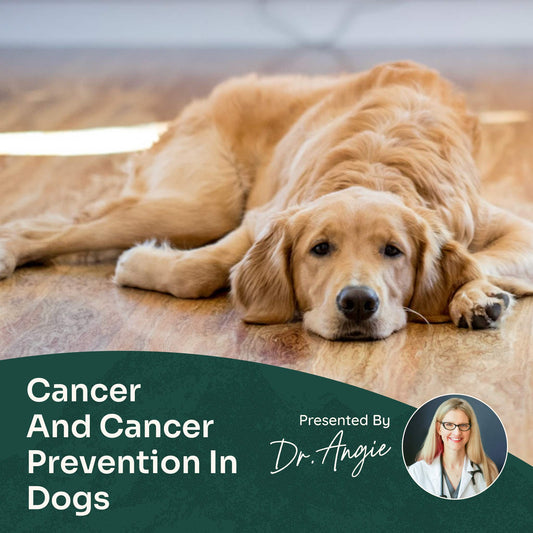 Course: A Holistic Approach to Cancer and Cancer Prevention (Previously Recorded)