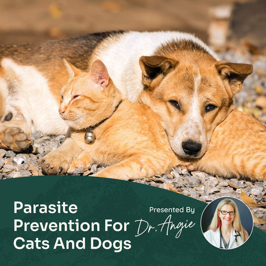 Course: A Holistic Approach to the Creepy Crawlers - Preventing Fleas, Ticks, Heartworms & More (Previously Recorded)
