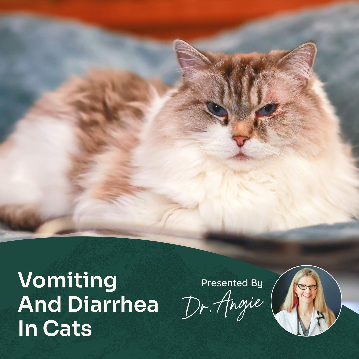 Course: A Holistic Approach to Your Cat's Vomiting and Diarrhea (Previously Recorded)