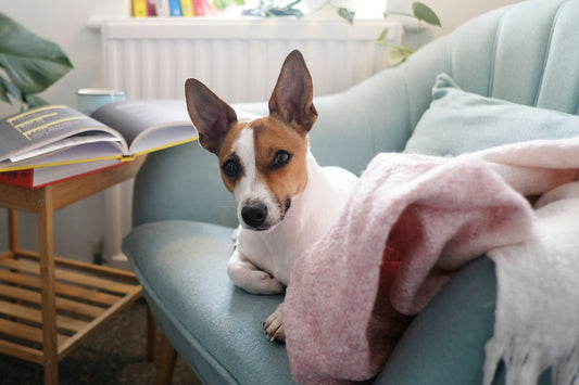 Helpful at Home Treatment for Pancreatitis in Dogs