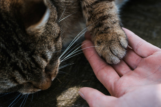 5 Healthy Alternatives to Declawing and Why to Consider Them