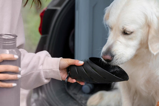 3 Healthy Smoothies For Dogs