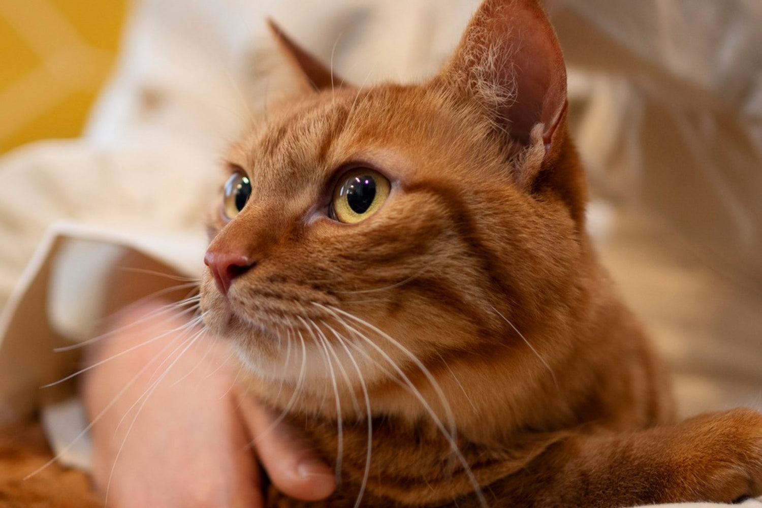 Choosing the Best Probiotics for Cats: 3 Favorites from Dr. Angie