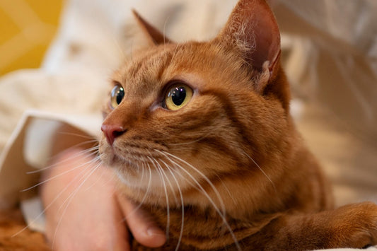 Choosing the Best Probiotics for Cats: 3 Favorites from Dr. Angie