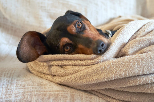 Reducing dog Anxiety During Summer Storms and Fireworks: A Holistic Vet’s practical Tips & Tricks