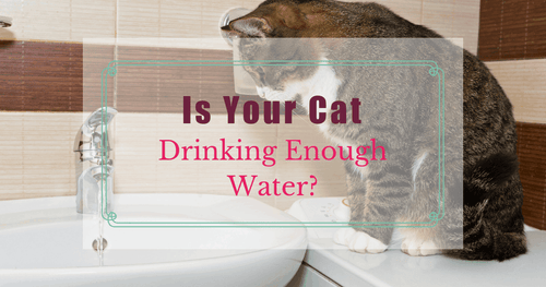 3 Ways To Get Your Cat To Drink More Water
